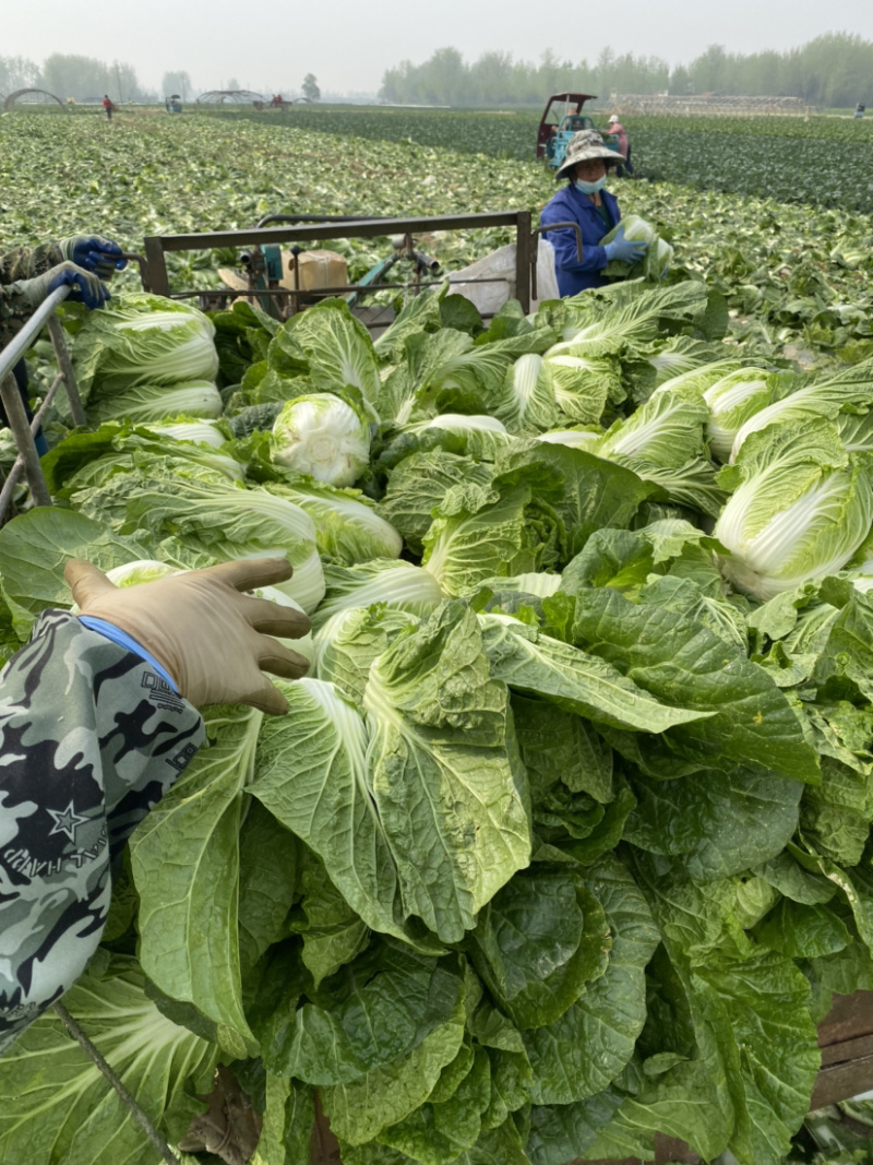 【荐】湖北白菜黄心大白菜刚开园个头均实颜色清秀