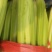 芹菜大量上市中