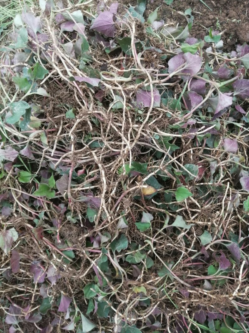 种植大量有货