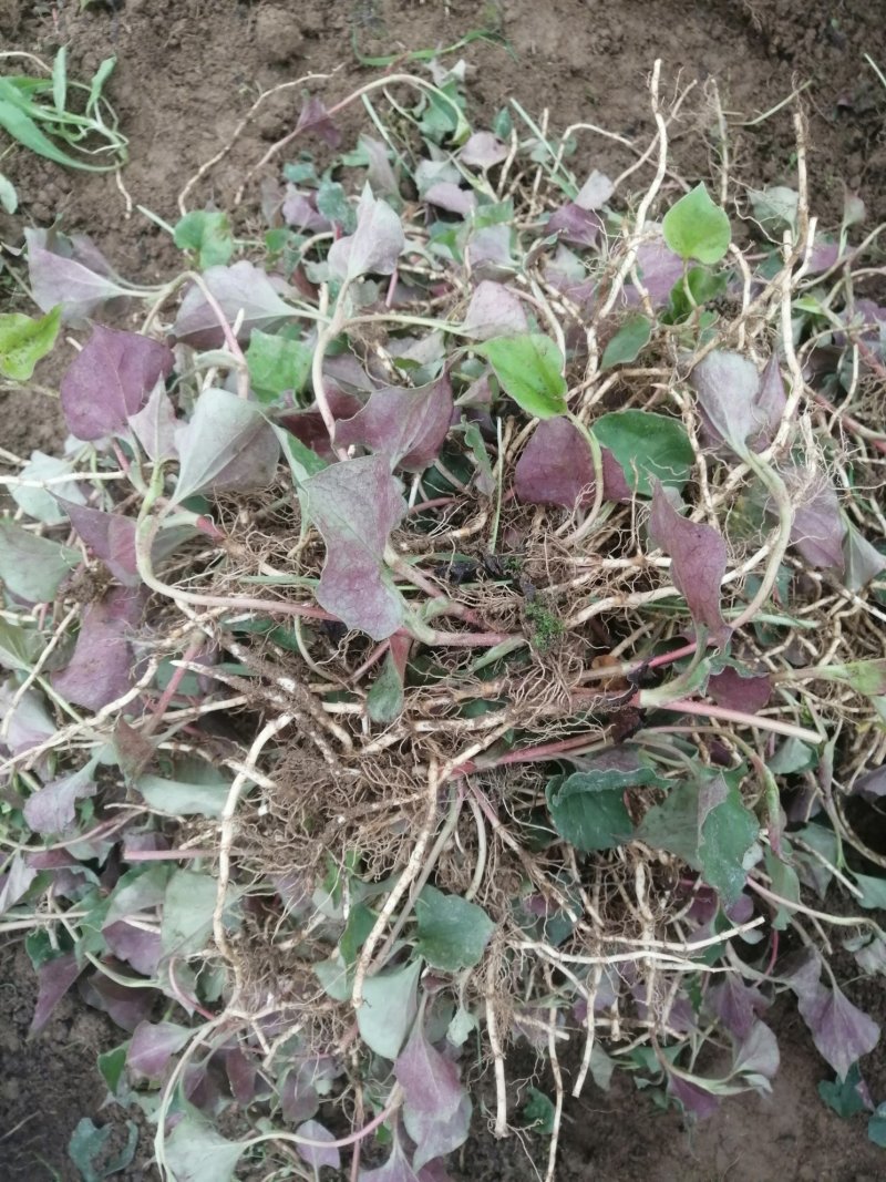 种植大量有货