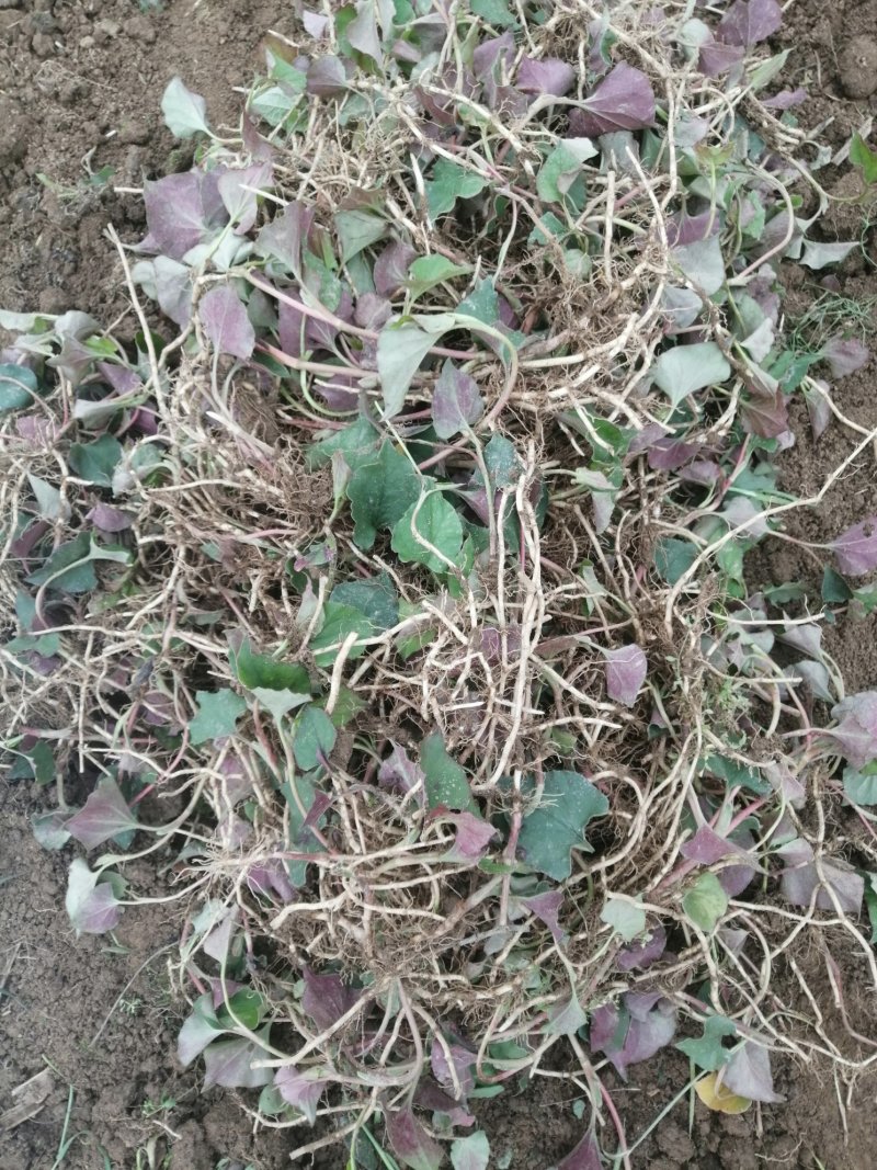 种植大量有货