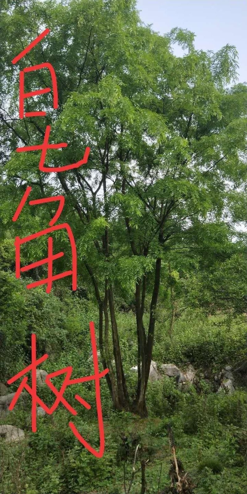 重庆巴南区赚宝苗圃精品丛生熟货皂角树价格美丽