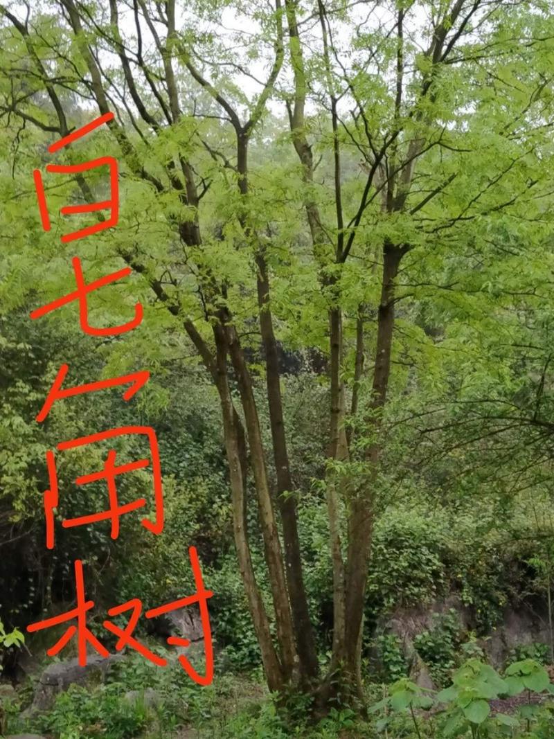 重庆巴南区赚宝苗圃精品丛生熟货皂角树价格美丽