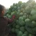 陕西泾阳甘蓝“花白”陆续大量上市了，基地供应价格随行就市