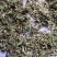 金银花沫子双花沫子不包邮费