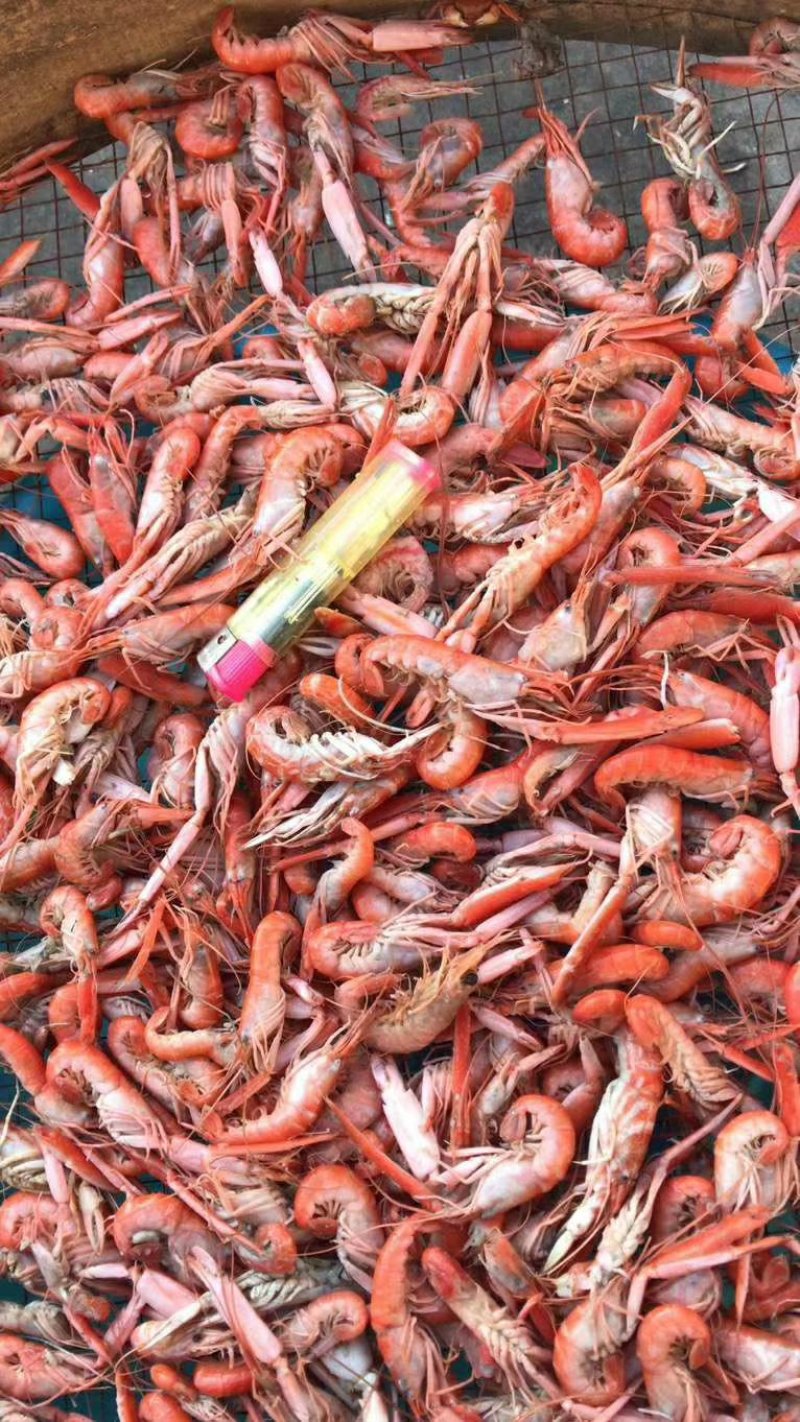 狗虾，鳌虾，大爪虾活虾加工即食，鲜度好，不咸