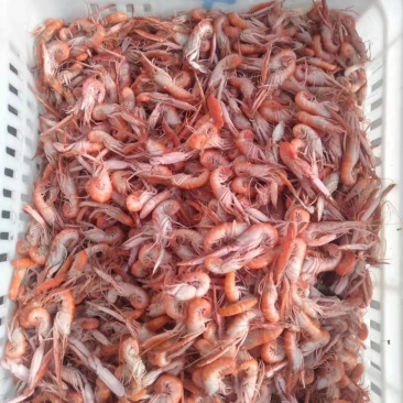 狗虾，鳌虾，大爪虾活虾加工即食，鲜度好，不咸