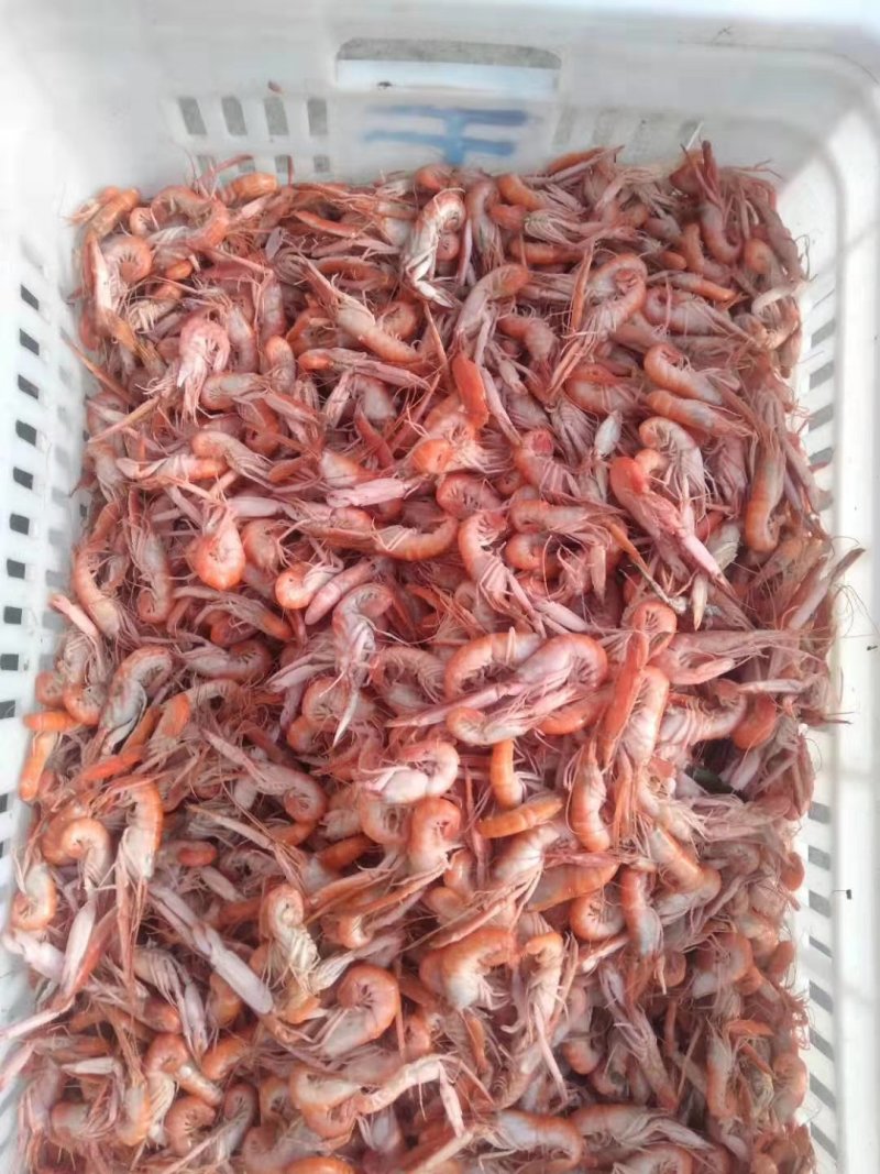 狗虾，鳌虾，大爪虾活虾加工即食，鲜度好，不咸