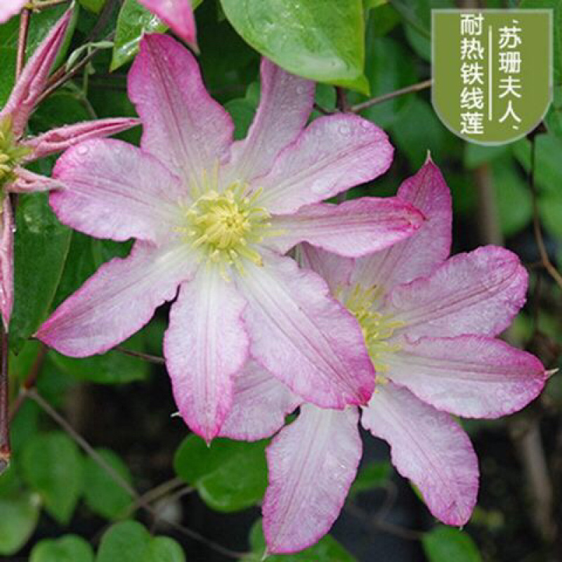 进口铁线莲幼苗盆栽花苗爬藤阳台植物庭院花园南北攀援植物花