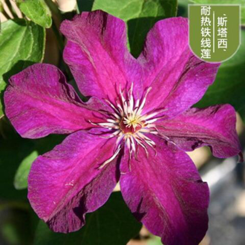 进口铁线莲幼苗盆栽花苗爬藤阳台植物庭院花园南北攀援植物花
