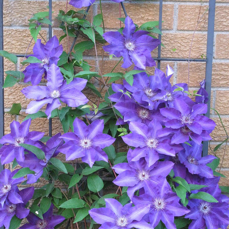 进口铁线莲幼苗盆栽花苗爬藤阳台植物庭院花园南北攀援植物花
