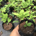 进口铁线莲幼苗盆栽花苗爬藤阳台植物庭院花园南北攀援植物花