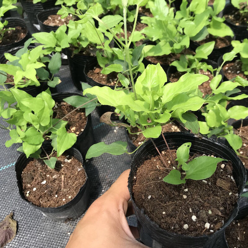 进口铁线莲幼苗盆栽花苗爬藤阳台植物庭院花园南北攀援植物花