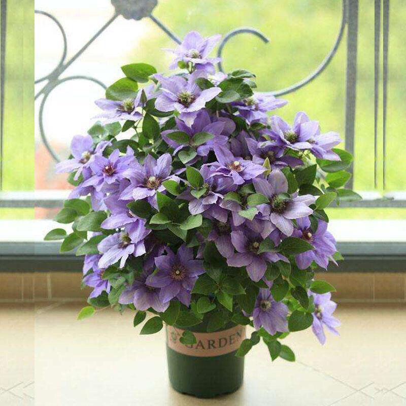 进口铁线莲幼苗盆栽花苗爬藤阳台植物庭院花园南北攀援植物花