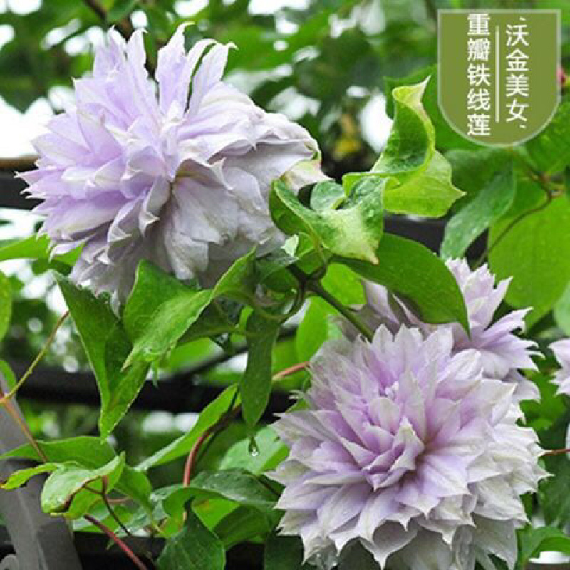 进口铁线莲幼苗盆栽花苗爬藤阳台植物庭院花园南北攀援植物花