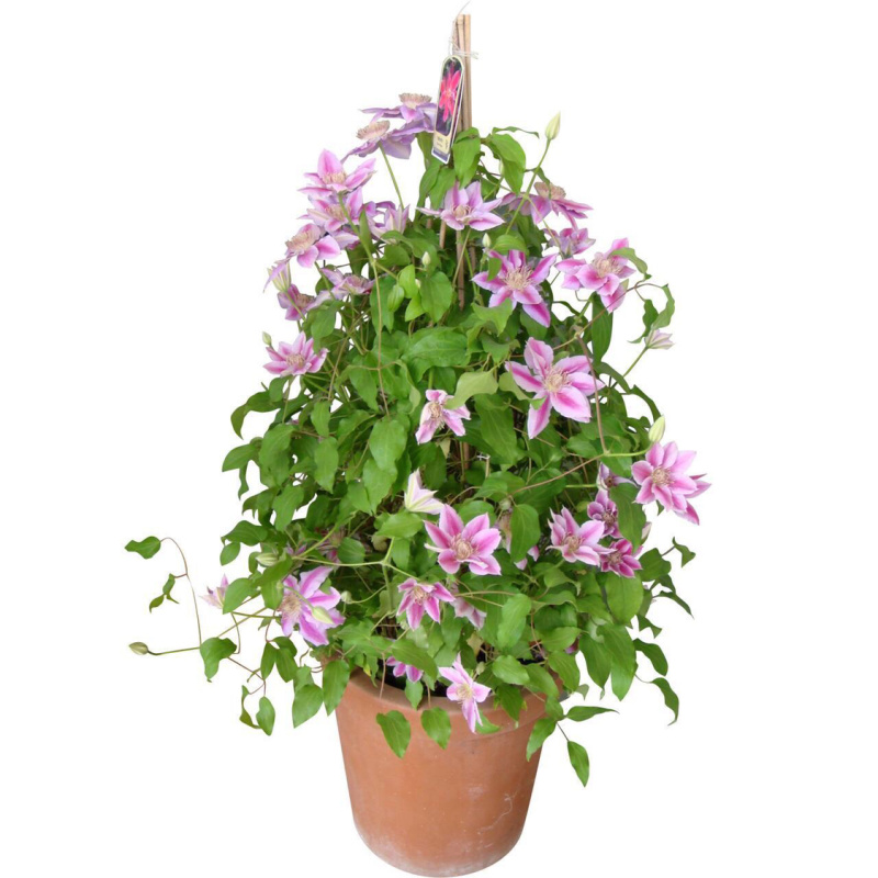 进口铁线莲幼苗盆栽花苗爬藤阳台植物庭院花园南北攀援植物花