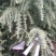 自己家种的雪松，着急出售，树形好，价格低