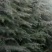 自己家种的雪松，着急出售，树形好，价格低