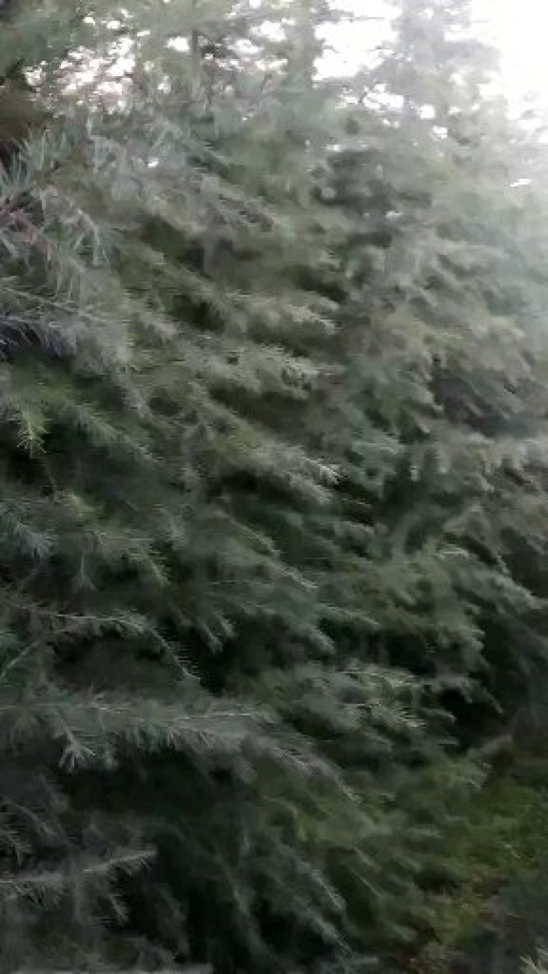 自己家种的雪松，着急出售，树形好，价格低
