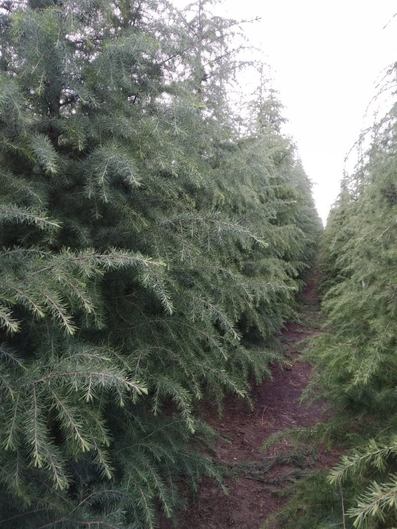 自己家种的雪松，着急出售，树形好，价格低