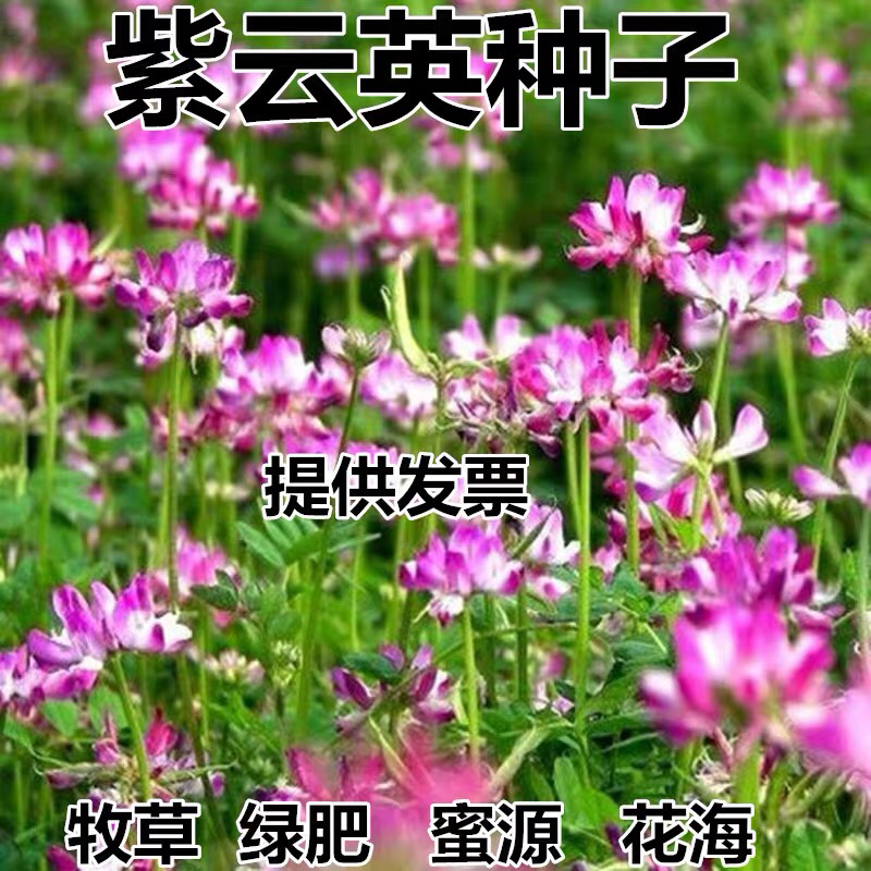 紫云英种子蜜源植物绿肥牧草花海可货到付款
