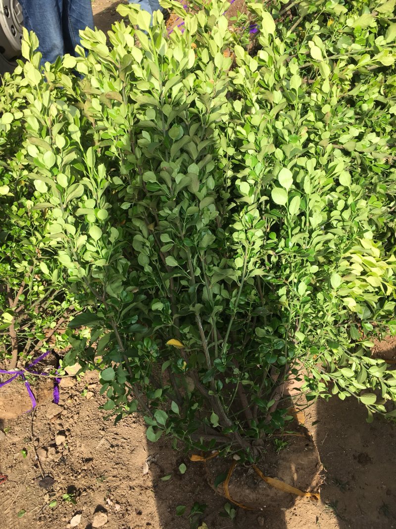 卫毛球70冠幅左右高度80左右卫矛球