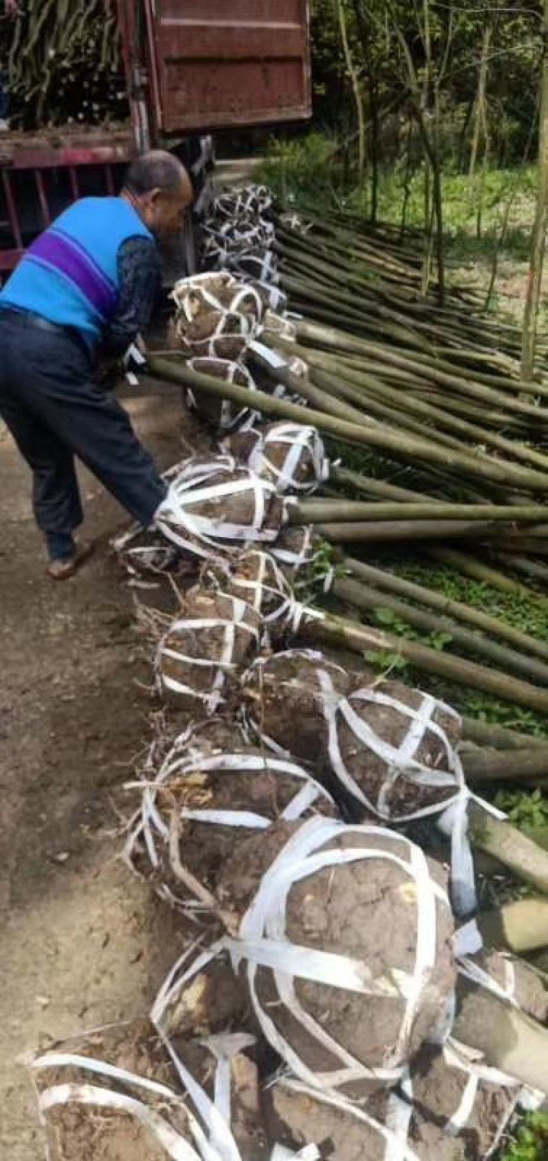 4公分，5公分，6公分，7公分耐寒香樟树热卖中