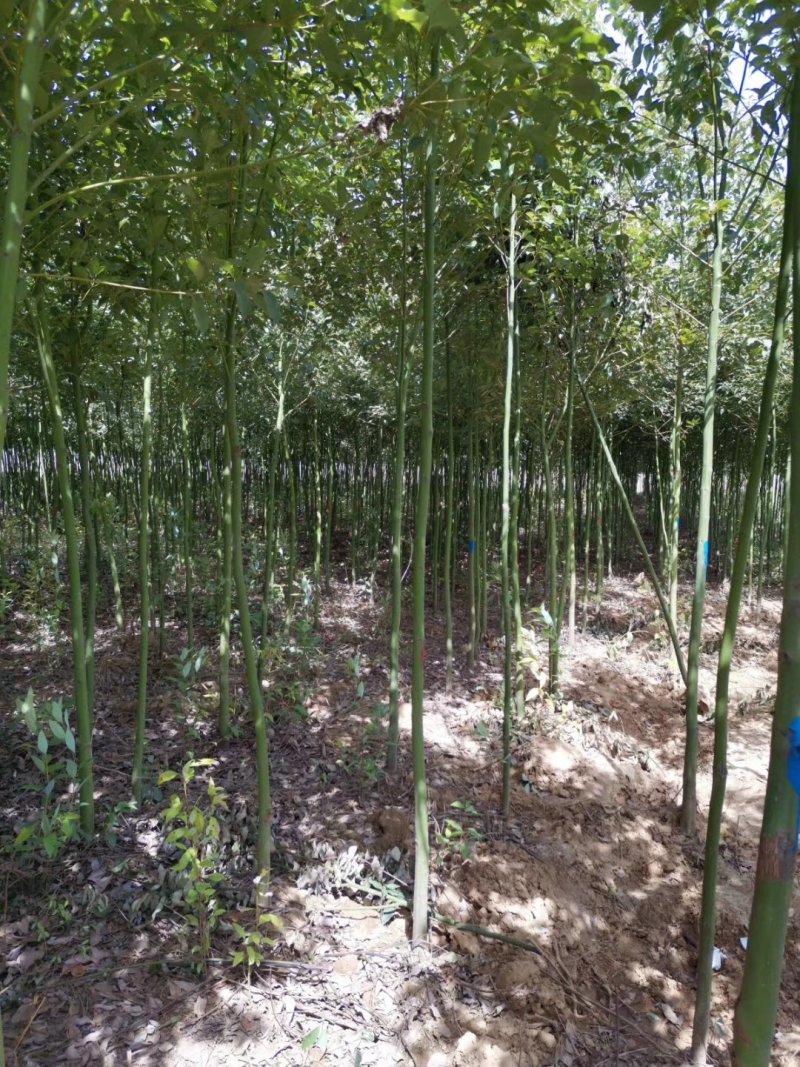 4公分，5公分，6公分，7公分耐寒香樟树热卖中