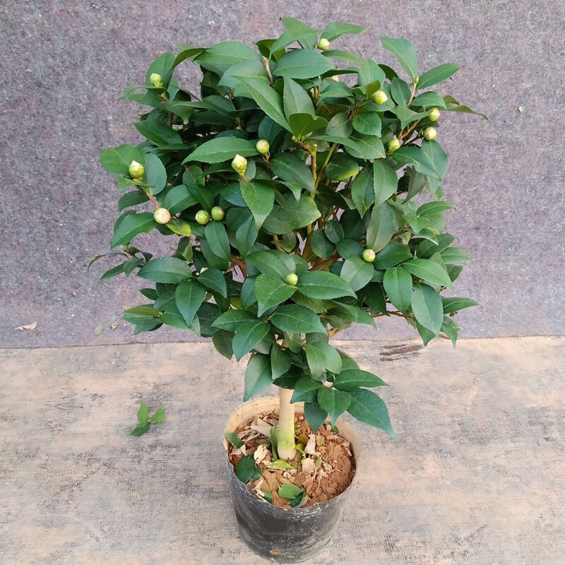 香妃山茶花树苗盆栽带花苞花卉植物室内好养四季开花不断