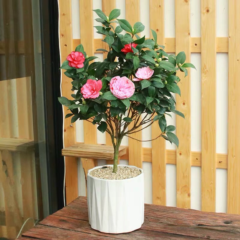 香妃山茶花树苗盆栽带花苞花卉植物室内好养四季开花不断