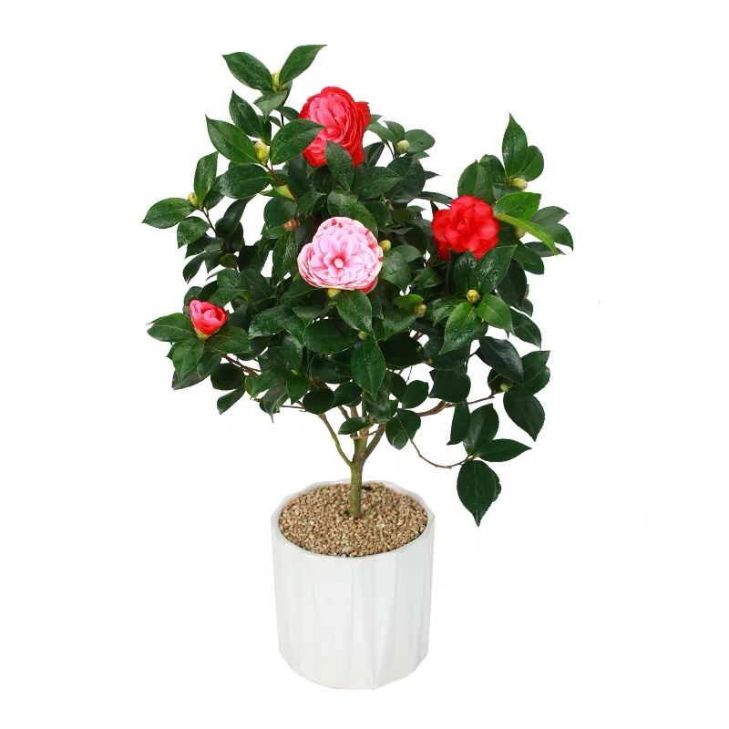 香妃山茶花树苗盆栽带花苞花卉植物室内好养四季开花不断
