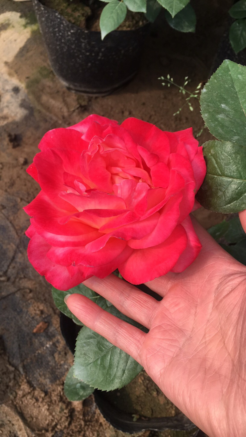 大花月季混色花高度40−50适合绿化工程苗