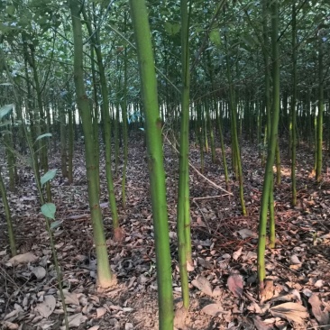 南阳本地5公分耐寒香樟热卖中，自产自销，无中介