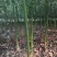 南阳本地5公分耐寒香樟热卖中，自产自销，无中介
