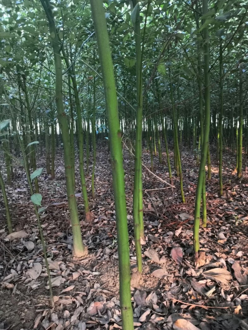 南阳本地5公分耐寒香樟热卖中，自产自销，无中介