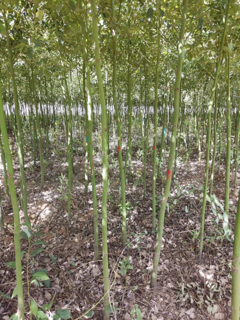南阳本地5公分耐寒香樟热卖中，自产自销，无中介