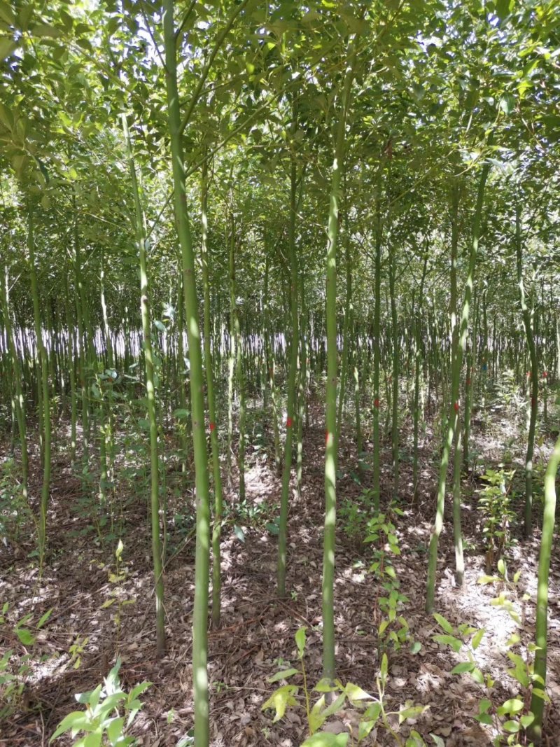 南阳本地5公分耐寒香樟热卖中，自产自销，无中介
