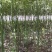 南阳本地5公分耐寒香樟热卖中，自产自销，无中介