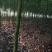 南阳本地5公分耐寒香樟热卖中，自产自销，无中介