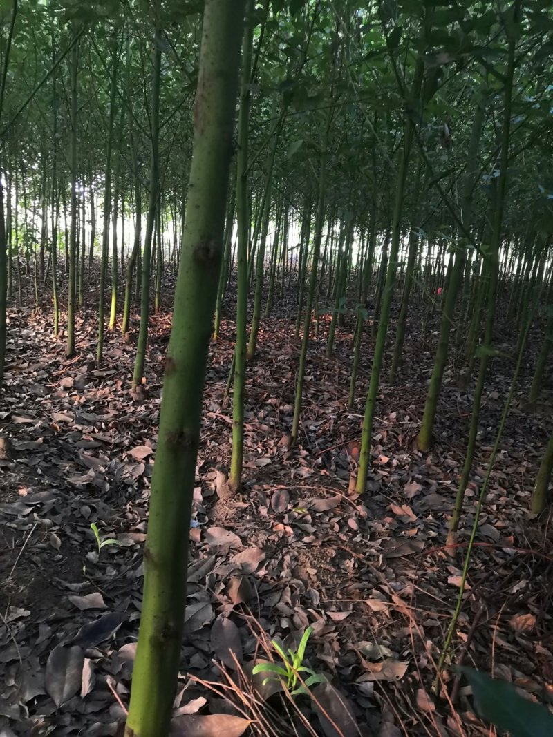 南阳本地5公分耐寒香樟热卖中，自产自销，无中介