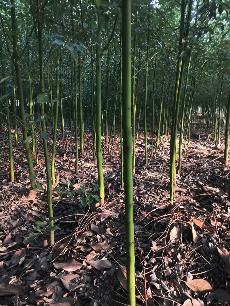 南阳本地5公分耐寒香樟热卖中，自产自销，无中介