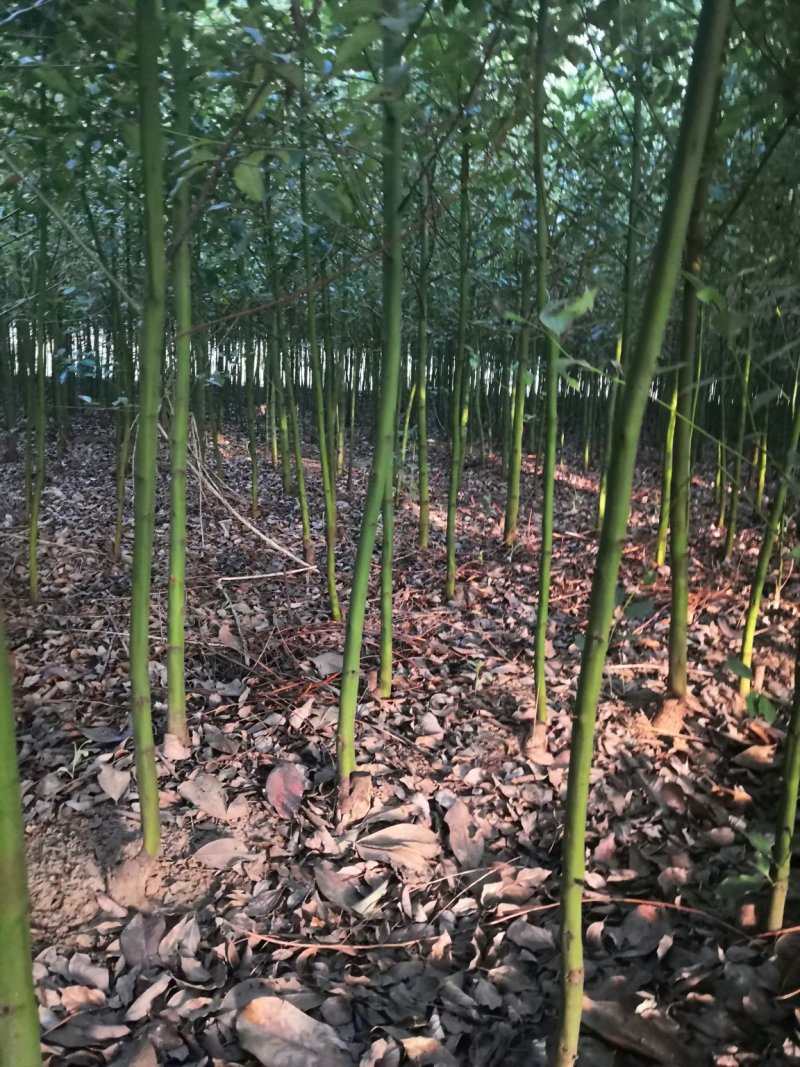 南阳本地5公分耐寒香樟热卖中，自产自销，无中介