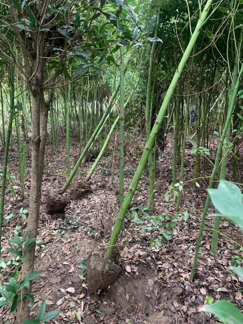 南阳本地5公分耐寒香樟热卖中，自产自销，无中介