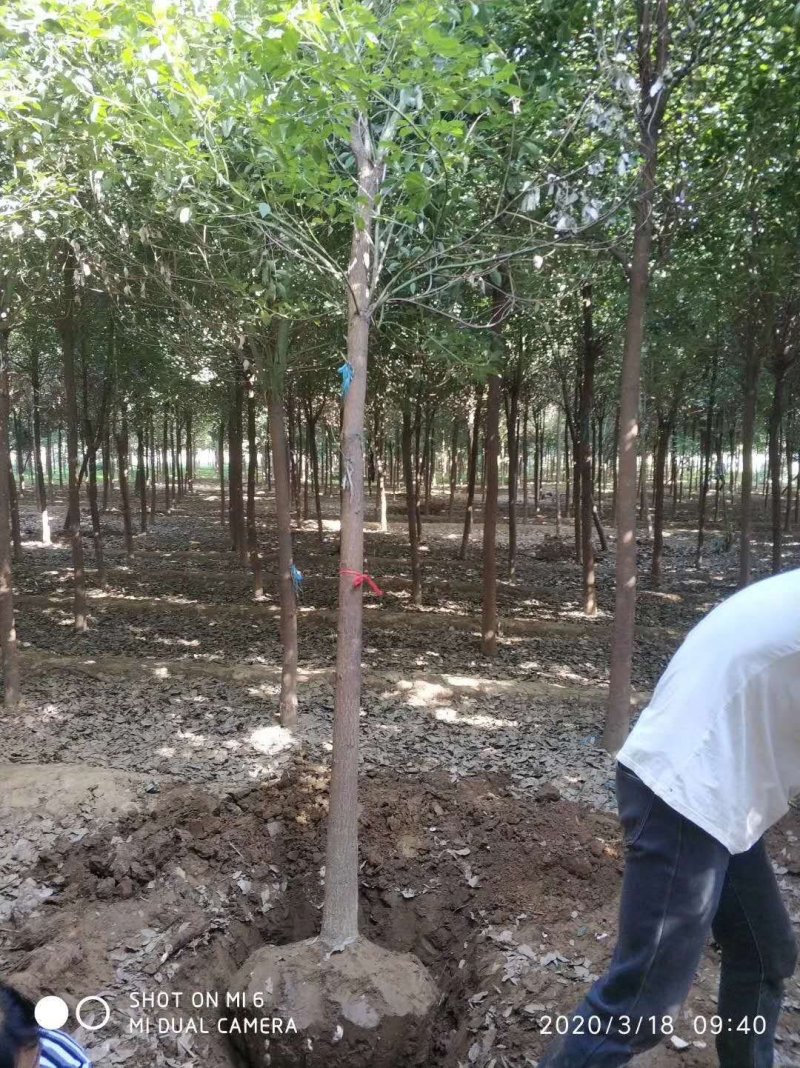 南阳本地5公分耐寒香樟热卖中，自产自销，无中介