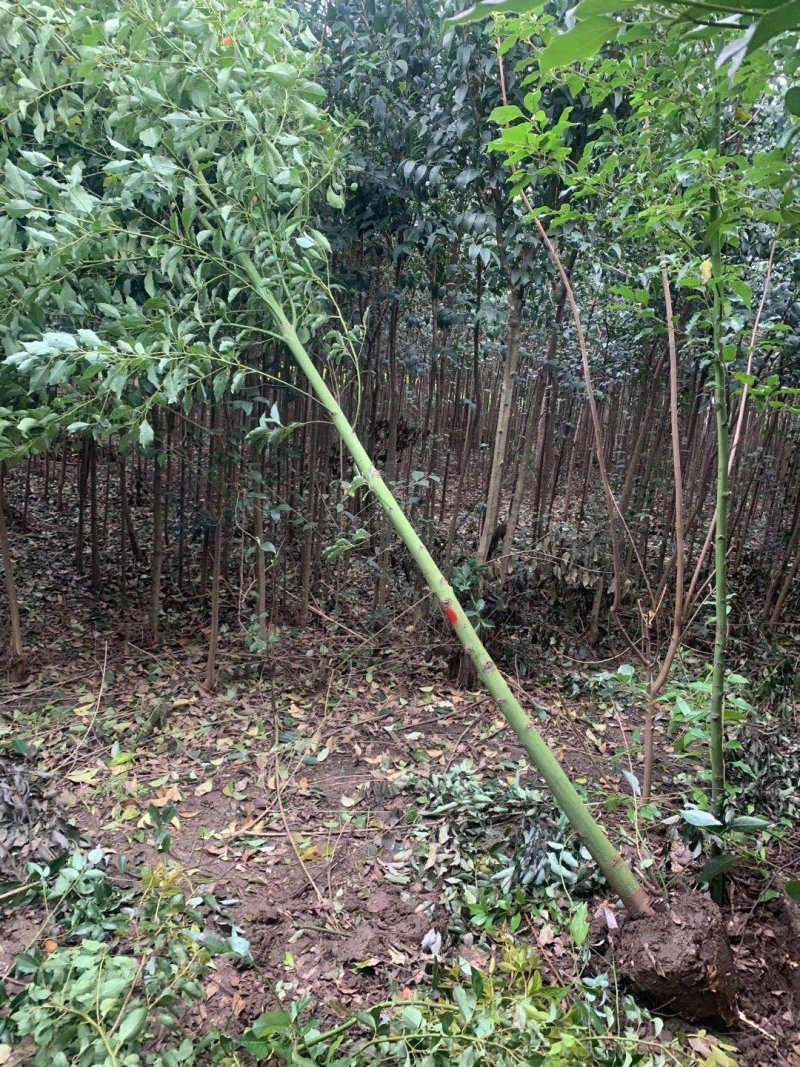 南阳本地5公分耐寒香樟热卖中，自产自销，无中介