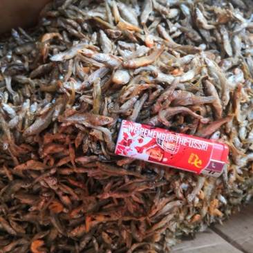 干麦穗鱼