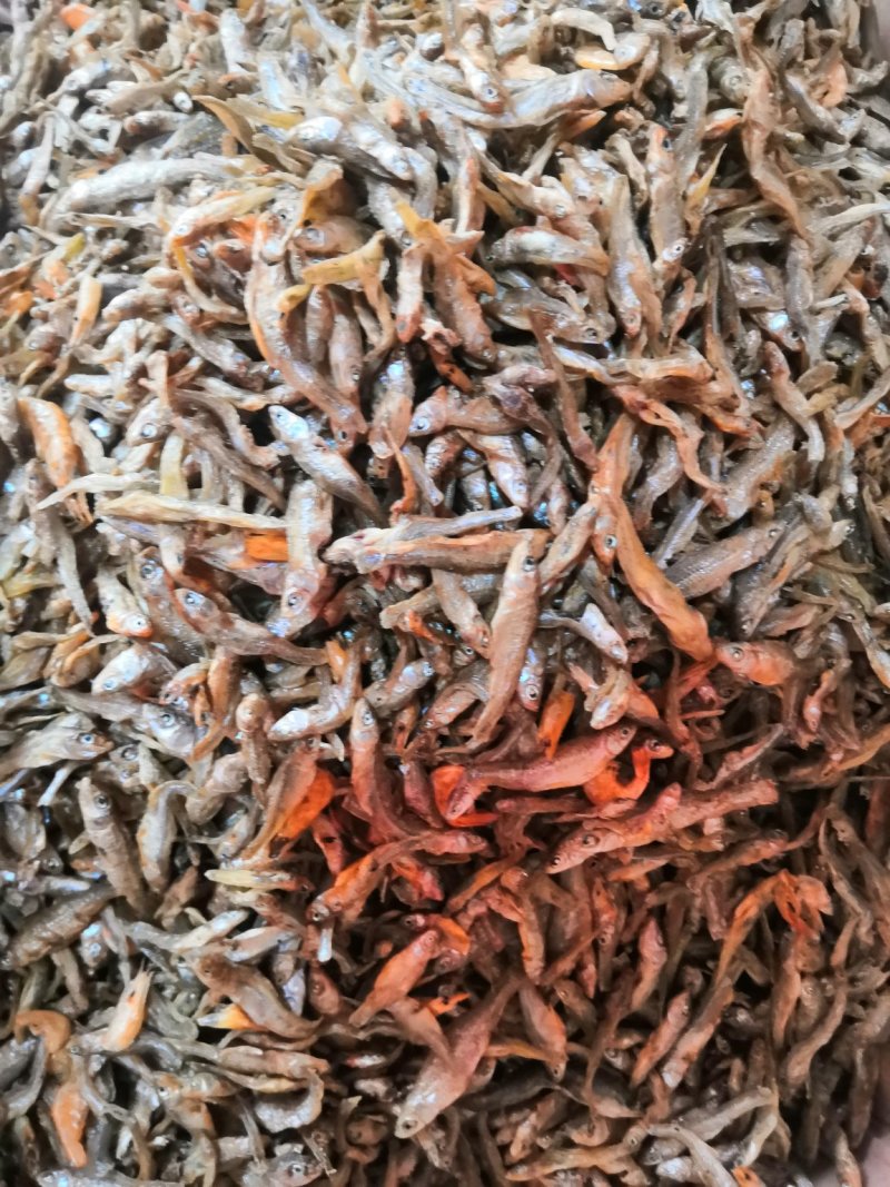 干麦穗鱼