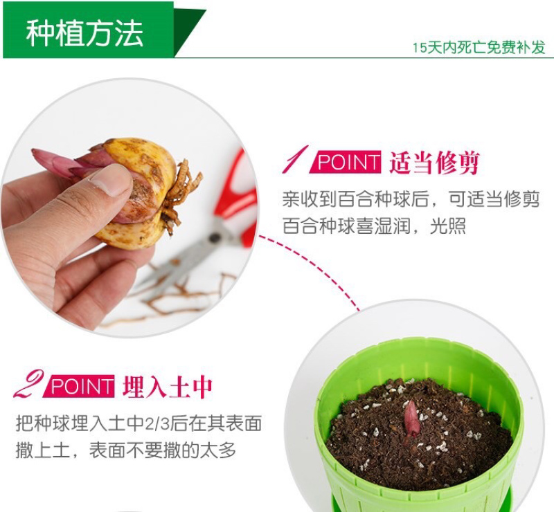 批发供应进口百合种球香水百合，食用百合颜色齐带芽发货