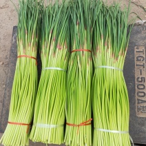 精品早熟红帽蒜苔，产地直发，供货电商，市场