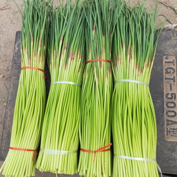 精品早熟红帽蒜苔，产地直发，供货电商，市场